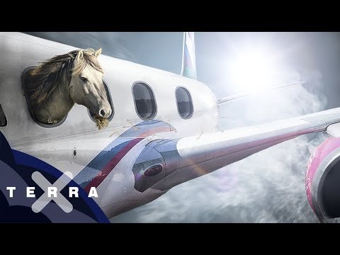 Business Class für Pferde | Luftfracht