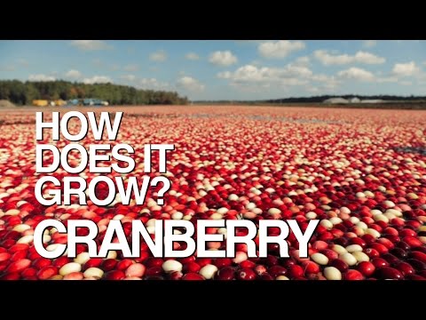 CRANBERRY | How Does It Grow?