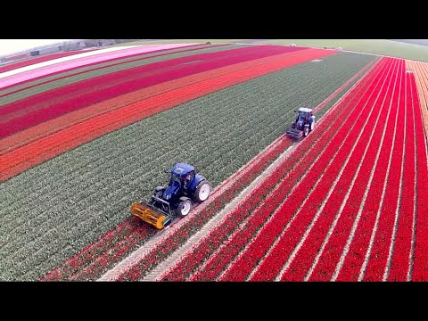 Topping Tulips / Tulpen koppen | 2x New Holland T6.160 Blue Power | Maliepaard Bloembollen