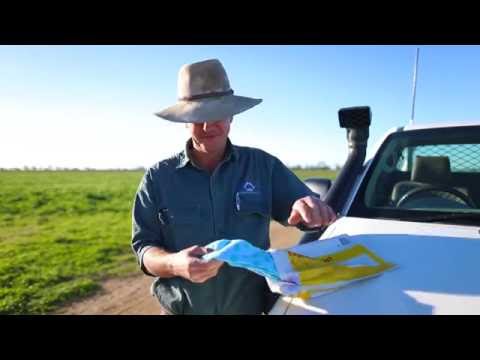 Australian Cotton, from Seed to Sock