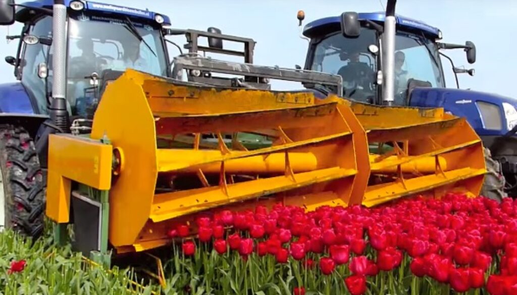 Tulpenköpfen mit schwerem Gerät