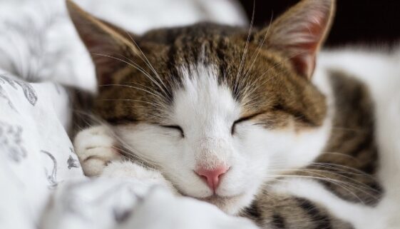 Schlafende Katze – Wir wollten auch mal Cat-Content haben!